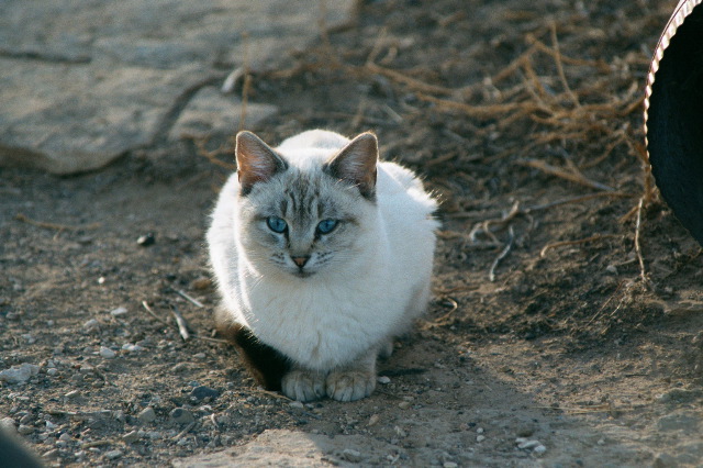 NM White Cat