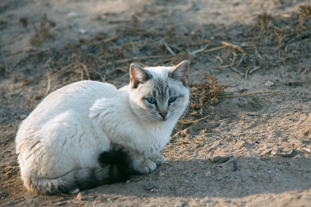 NM White Kitty