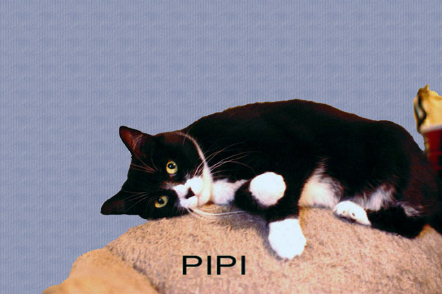 pipi